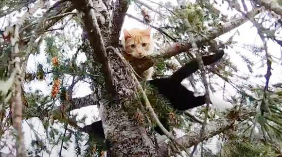 高さ80フィートの木で2匹の猫が立ち往生…寄り添う猫の救助活動をレポート！