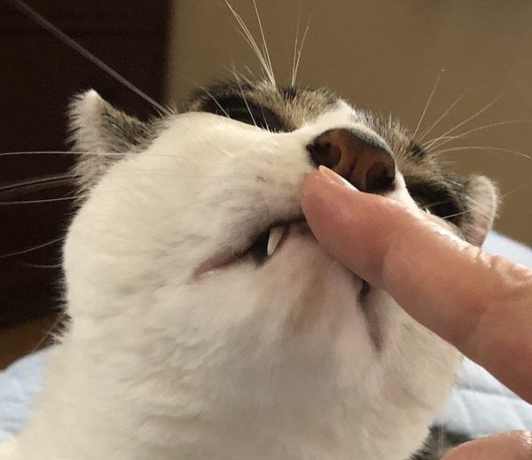 猫が人に『鼻チュー』してくるときの理由５選