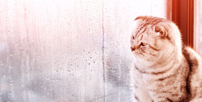 『梅雨の湿気』が猫に与える影響とは？4つの注意ポイントと対策
