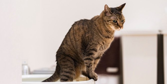 猫の『トイレ我慢』は超危険！5つの原因と対処法