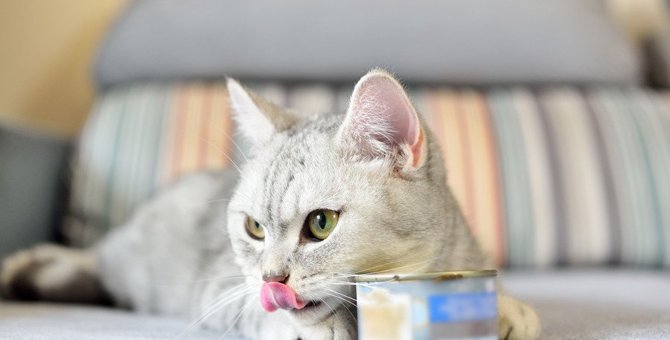 猫が餌をすぐ飽きる４つの理由と対処法