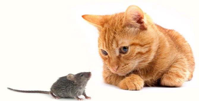 猫が飼い主に『ネズミ』を持ってくるのはなぜ？その理由や対処法3つ