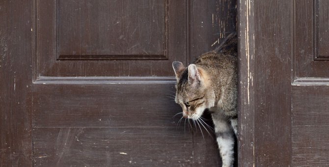 猫がドアを勝手に開けるのを防ぐドアストッパー オススメの商品６選