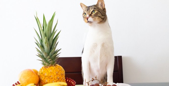 猫にとって『危険な果物』4つ！最悪、死に至ることも……？