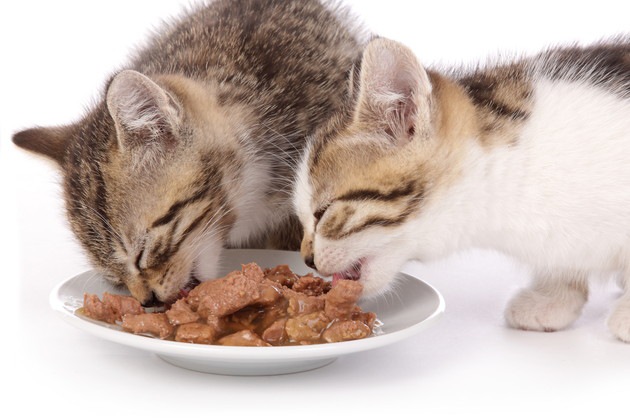 猫の食物アレルギーの原因と正しい餌の選び方