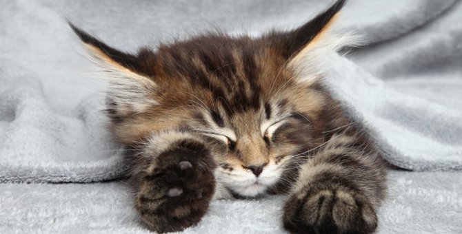 子猫の睡眠時間はどれぐらい？寝ない時の対処法や成長に必要な事まで