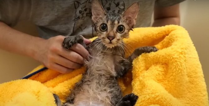 初めてのバスタイム♡子猫ちゃんを丸洗い！