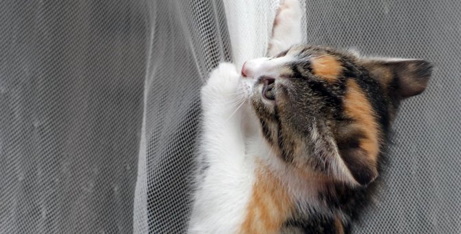 猫はどうして『カーテン』に登るの？3つの理由と防止策