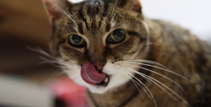 猫が『嗅覚障害』を起こしているときの行動４つ