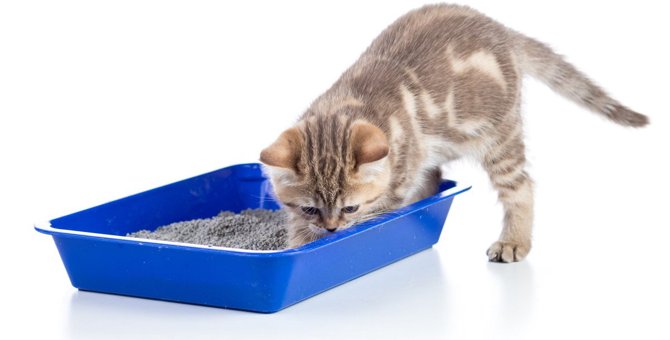 猫が『砂かけポーズ』をする理由は？よくする場面とその意味3つ	
