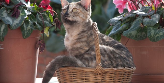 シクラメンは猫にとって危険な植物！理由と食べてしまった時の対処法