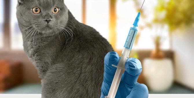 猫が高確率で死ぬ『感染症』5つ！予防する方法はあるの？