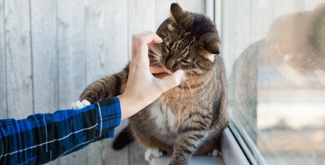 猫が不機嫌な時に触るとキケン！5つの反応と対処法