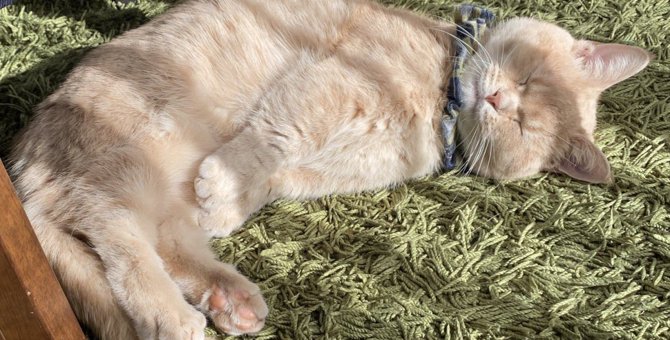 猫の『寝相』でわかる性格診断5つ！眠り方の癖でわかる特徴とは？