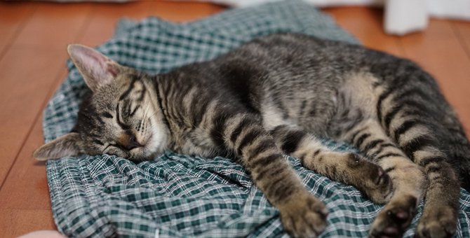 猫が飼い主の『服の上で寝る』ときの意味３つ