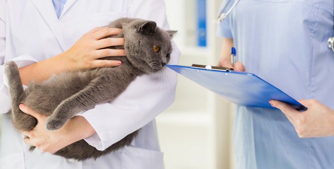 猫の命に関わる『慢性腎不全』の症状4つと予防法