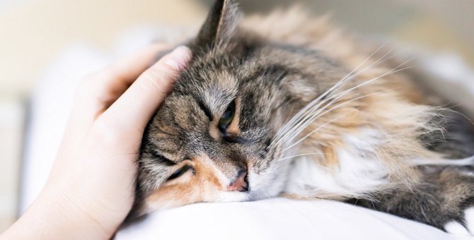 ゼーゼー苦しそう！『猫喘息』の症状５つと治療法は？