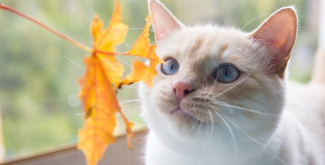 猫が『秋』になると変わる5つのこと　飼い主がしてあげるべきこととは？