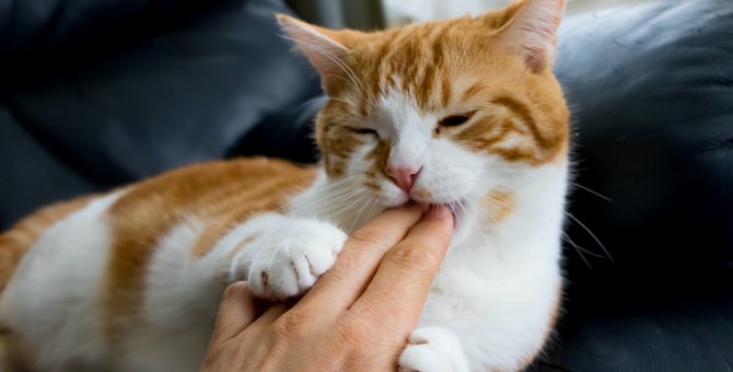 猫の『噛み癖・ひっかき癖』は直せる？５つの方法