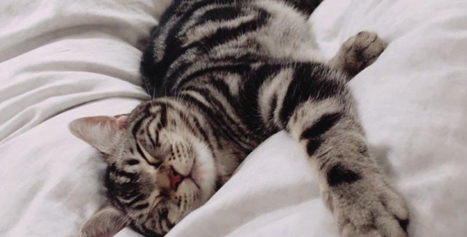 猫が飼い主の布団で寝ている8つの理由