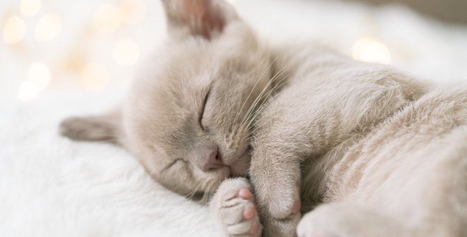 猫の『睡眠時間』が長いのはなぜ？３つの理由を解説