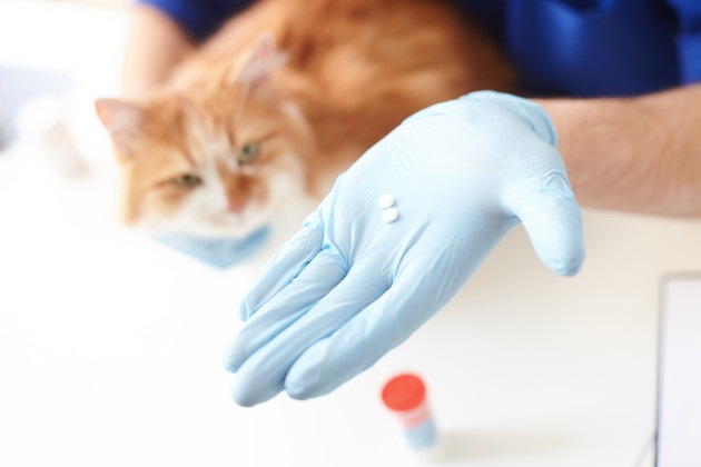 猫の口内炎の薬「ジスロマック」の効果と副作用