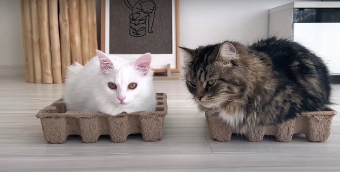 2匹の猫ちゃんに同じ箱をプレゼント♡ 果たしてどんな反応をするのかな？