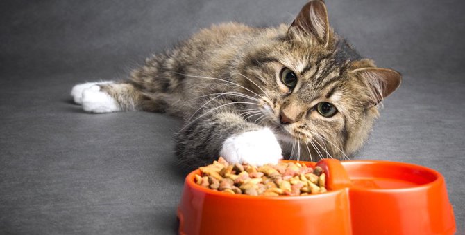 猫が餌の好き嫌いをする原因は飼い主にあり！考えられる理由、対処法まで