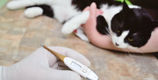 猫の『平熱』は何度？緊急時の正しい熱の測り方と体温から見極める受診の目安