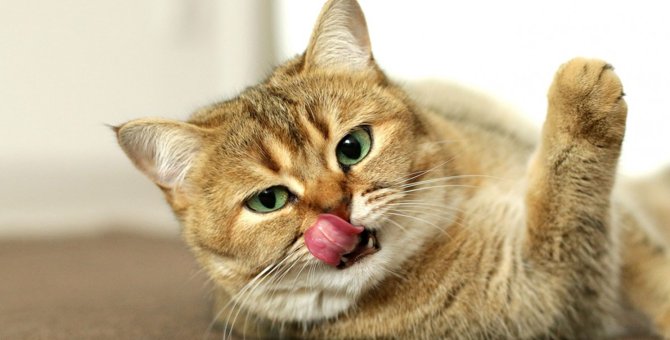 色や感触が変…猫の舌がいつもと違うときに考えられる原因４つ