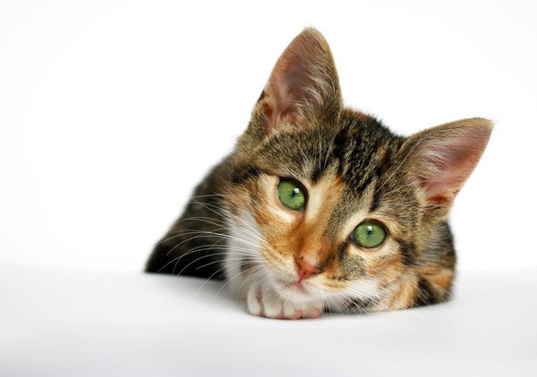 猫の聴力が発達している理由、聞こえる距離や音域