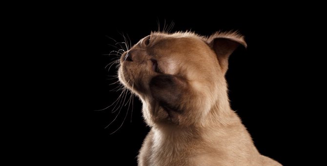 猫が『頭を振る』行為に意味はある？3つの原因と対処法