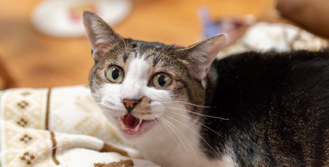 猫が「んーっ」と鳴くときって？4つのタイミングと意味を解説！