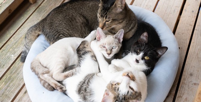 猫が『猫団子』になって眠る3つの理由！飼い主が注意すべき点とは？