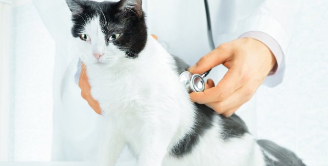 猫の年齢別『起こりやすい病気＆トラブル』11個と予防策
