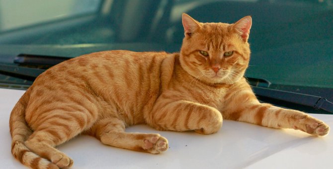 野良猫を『自宅の駐車場で見つけた時』の絶対NG行為3つ　正しい対処方法とは