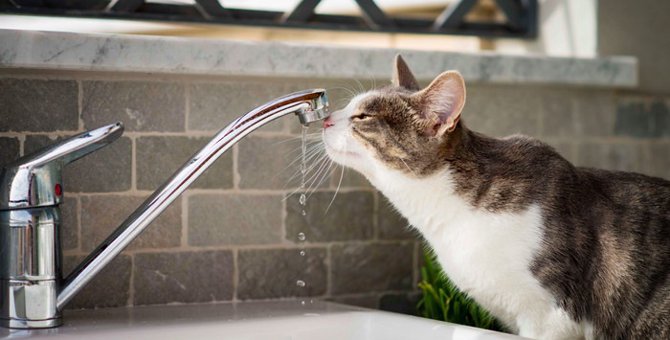 猫の水飲みに給水器が良い理由とオススメの商品4選