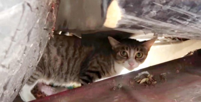 車の下に隠れ警戒する猫…威嚇を続ける理由に感涙