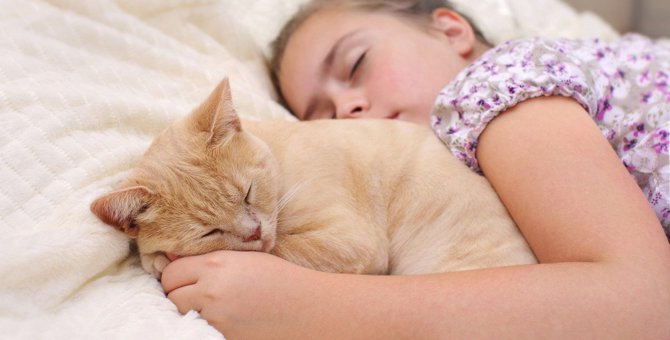 『添い寝したい猫』がするアピール方法4つ