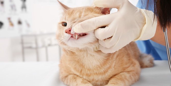 猫が歯ぎしりをする7つの原因と対処法