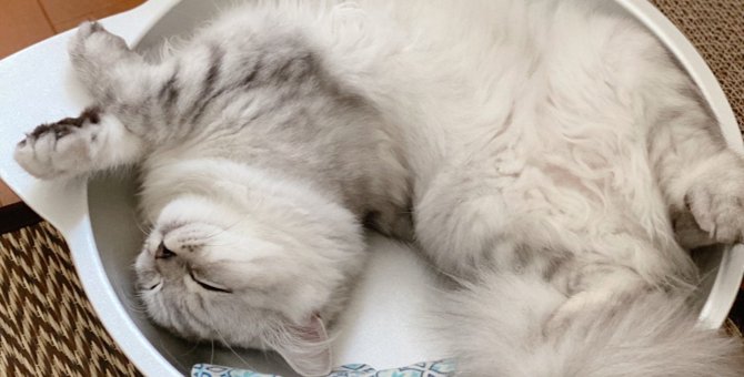 猫の『睡眠の質』がぐっと上がる5つのこと