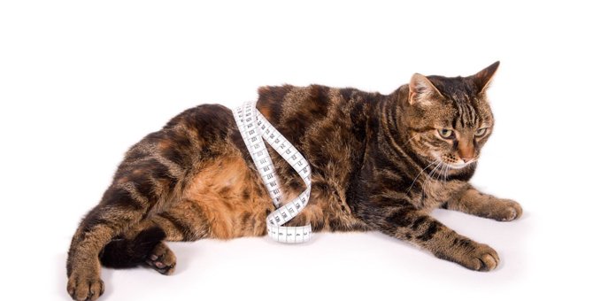 猫が肥満になる原因やおすすめのダイエット法