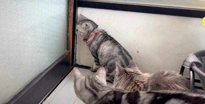 ドアを開けられない猫ちゃんに同居猫ちゃんの反応は！？