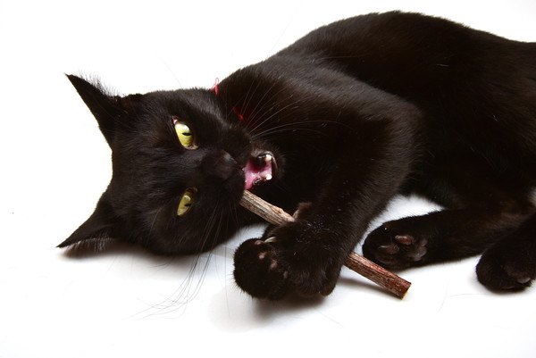 猫はまたたびで中毒になる？危険性や効果、与え方など