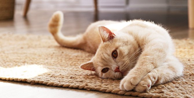 猫の『平均寿命』ってどのくらい？健康に長生きするための3つの秘訣！