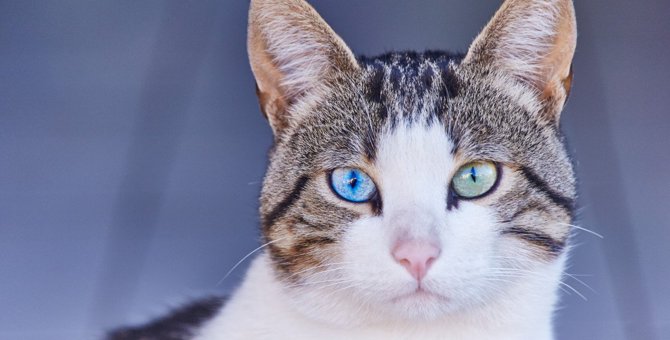 愛猫の『目の色』は何色？7つの種類や目の色の決まり方・品種別の特徴を紹介