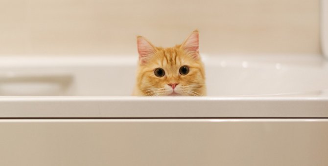 『お風呂が嫌いな猫』の気持ち3つ