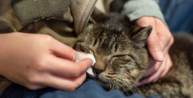 猫に『鼻くそ』ができる原因5つ！対処法や取り方とは？
