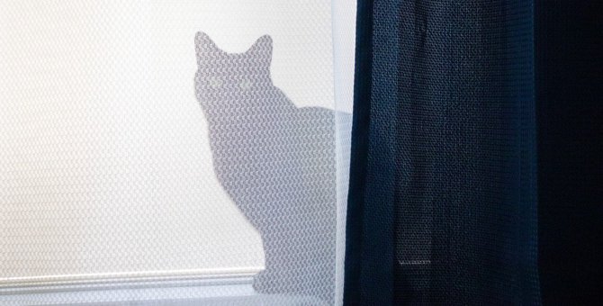 猫が『カーテンの裏』にいるのはどんなとき？5つの理由と心理を解説！