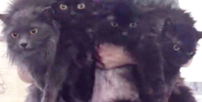 ゴミ屋敷に残された4匹の猫…優しい里親さんのもとで幸せに！